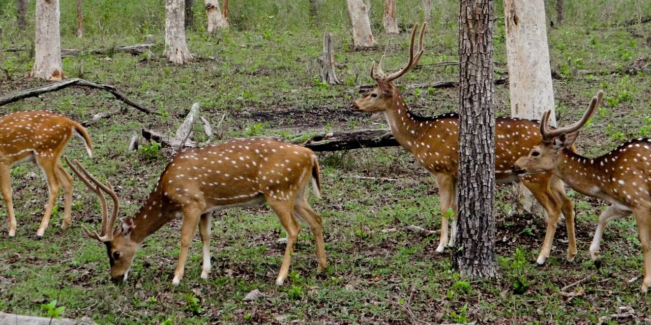 Bandipur – a bike trip from Bangalore to Nature’s adobe